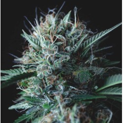 WEMBLEY X MENDOCINO · Pyramid Seeds · semi di canapa · Fem