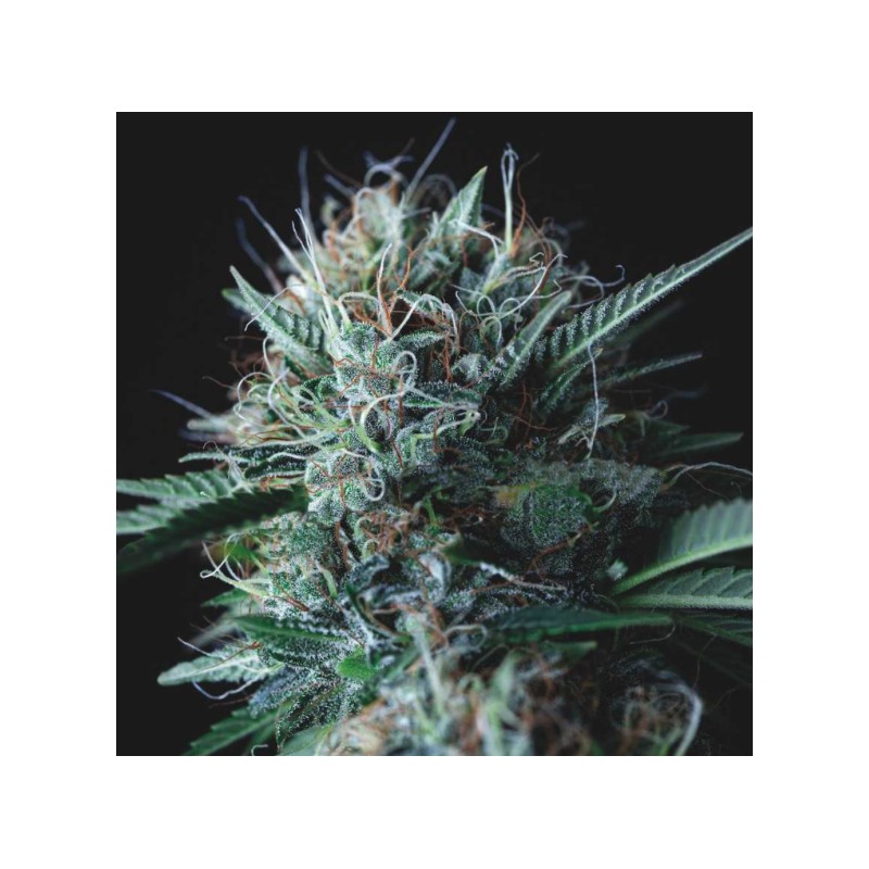 WEMBLEY X MENDOCINO · Pyramid Seeds · semi di canapa · Fem