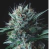 WEMBLEY X MENDOCINO · Pyramid Seeds · semi di canapa · Fem