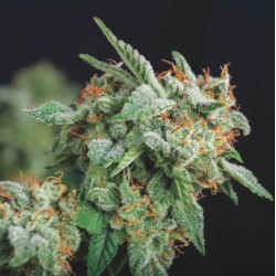 NORTHERN LIGHTS X RUNTZ · Pyramid Seeds · semi di canapa · Fem