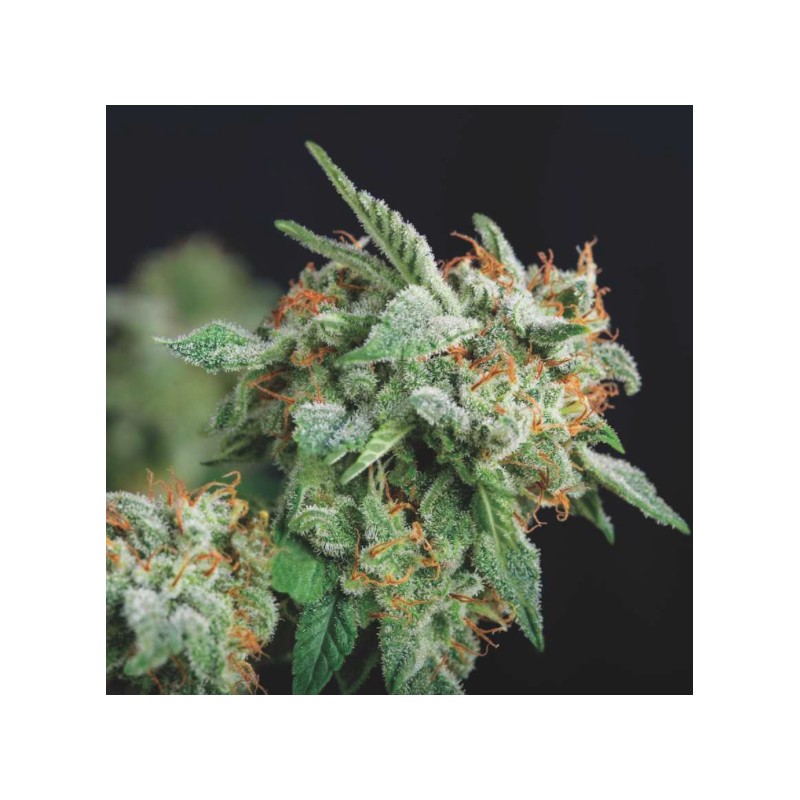 NORTHERN LIGHTS X RUNTZ · Pyramid Seeds · graines de cannabis · Fem