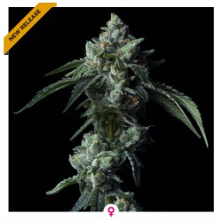 CHALLAH BREAD · DNA Genetics · kaufen cannabis samen · Fem