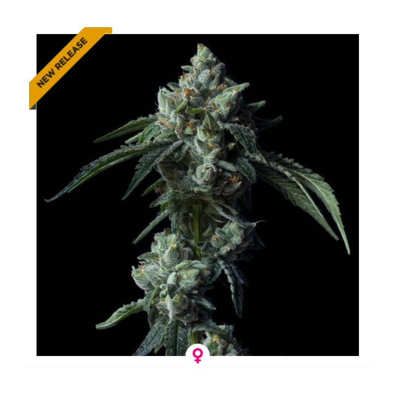 CHALLAH BREAD · DNA Genetics · graines de cannabis · Fem