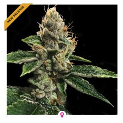 RP 43 AKA RICHARD PETTY · DNA Genetics · kenevir tohum · disi · Fem