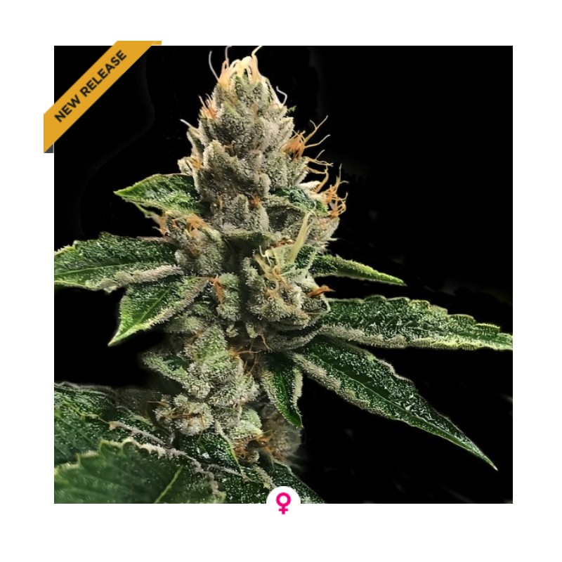 RP 43 AKA RICHARD PETTY · DNA Genetics · graines de cannabis · Fem