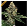 RP 43 AKA RICHARD PETTY · DNA Genetics · kaufen cannabis samen · Fem