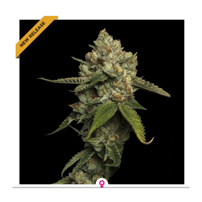 KOSHER PROPHET · DNA Genetics · semillas de marihuana · Fem