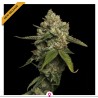 KOSHER PROPHET · DNA Genetics · semillas de marihuana · Fem