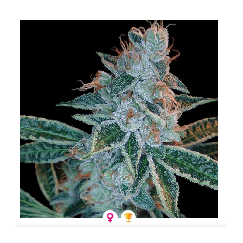 LEMON OG KUSH · DNA Genetics · sementes de maconha · Fem