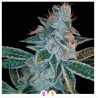 LEMON OG KUSH · DNA Genetics · semi di canapa indiana · Fem