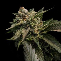 STRAWBERRY SORBET · DNA Genetics · graines de cannabis · Fem