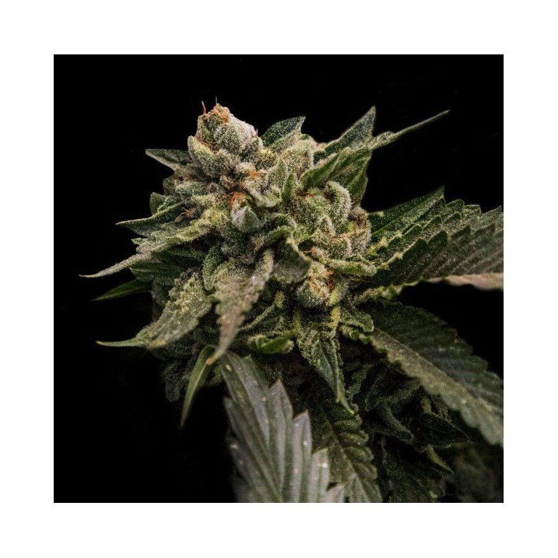 STRAWBERRY SORBET · DNA Genetics · semillas de marihuana · Fem