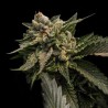 STRAWBERRY SORBET · DNA Genetics · kenevir tohum · disi · Fem