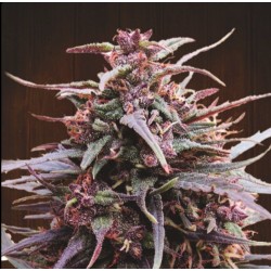 PURPLE HAZE X MALAWI · Ace Seeds · cannabis seeds · Fem