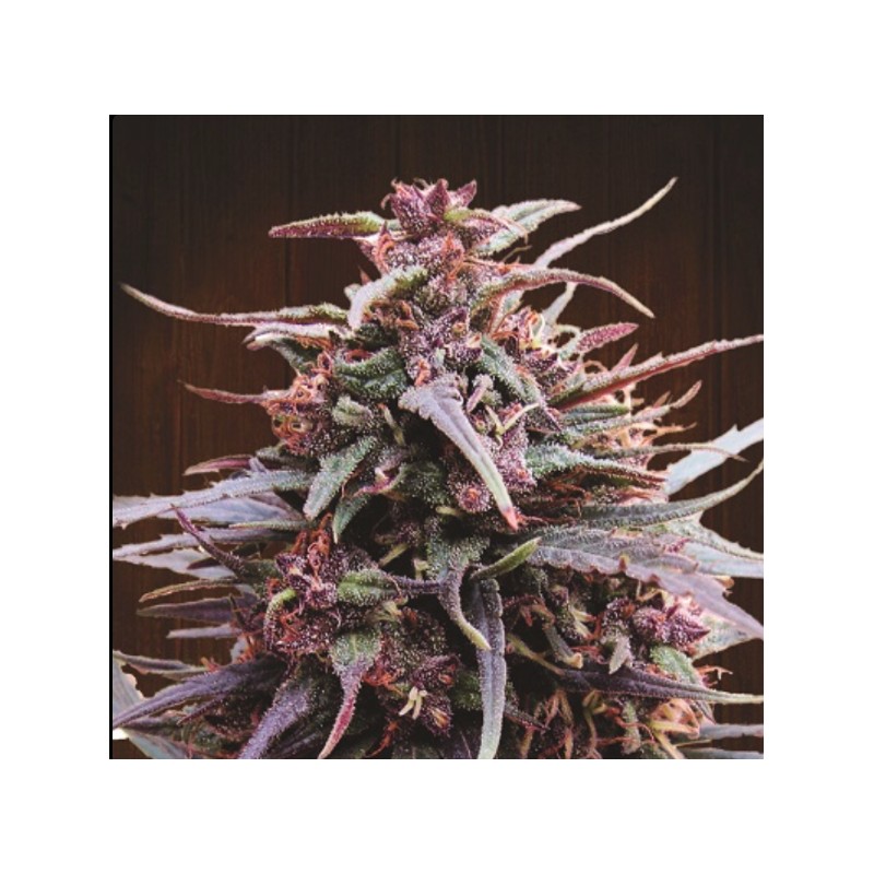PURPLE HAZE X MALAWI · Ace Seeds · sementes de maconha  · Fem