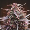 PURPLE HAZE X MALAWI · Ace Seeds · sementes de maconha  · Fem