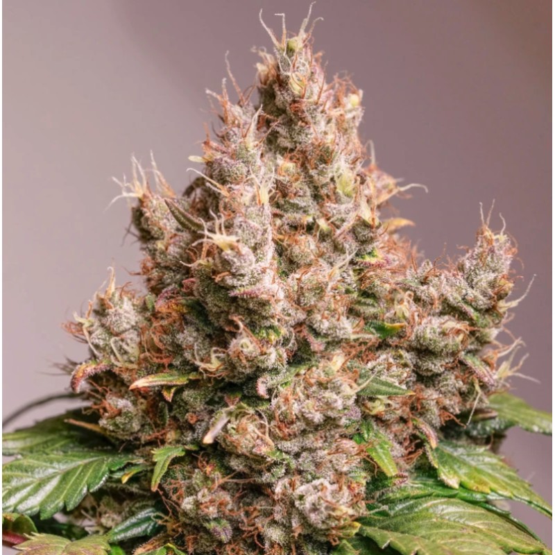 AUTO RED TROPICANA COOKIES · Dutch Passion · sementes de maconha · Auto Fem