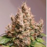 AUTO RED TROPICANA COOKIES · Dutch Passion · graines de cannabis · Auto Fem