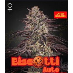 BISCOTTI AUTO · Green House Seeds · graines de cannabis · AutoFem