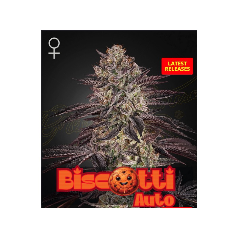 BISCOTTI AUTOBISCOTTI AUTO · Green House Seeds · cannabis seeds · AutoFem