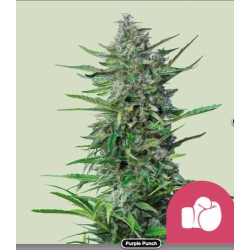 PURPLE PUNCH · Royal Queen Seeds · sementes de maconha · Fem