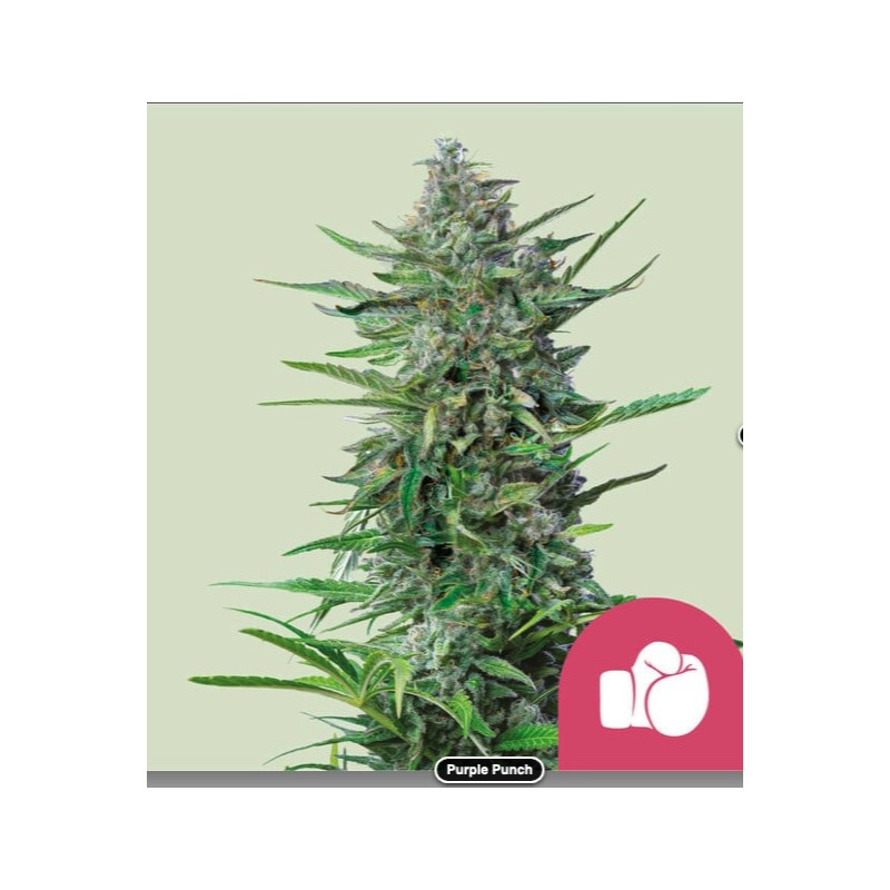 PURPLE PUNCH · Royal Queen Seeds · semi di canapa indiana · Fem