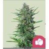 PURPLE PUNCH · Royal Queen Seeds · sementes de maconha · Fem
