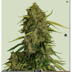 ATLAS F1 · Royal Queen Seeds · cannabis seeds · Fem