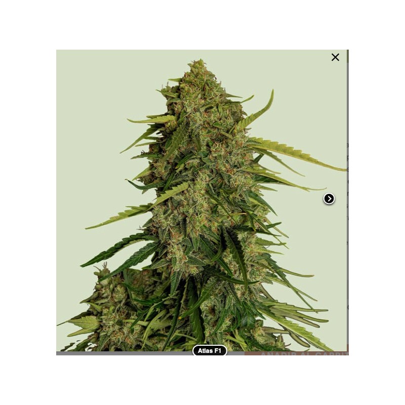 ATLAS F1 · Royal Queen Seeds · sementes de maconha · Fem