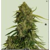 ATLAS F1 · Royal Queen Seeds · cannabis seeds · Fem