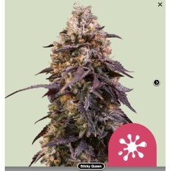 STICKY QUEEN · Royal Queen Seeds · graines de cannabis · Fem