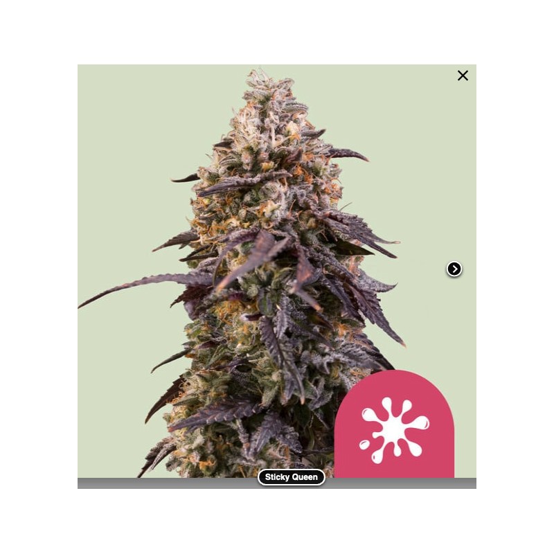 STICKY QUEEN · Royal Queen Seeds · sementes de maconha · Fem