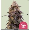 STICKY QUEEN · Royal Queen Seeds · cannabis samen · Fem