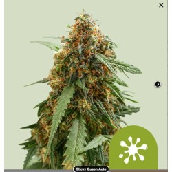 STICKY QUEEN AUTO · Royal Queen Seeds · semi di canapa indiana · AutoFem