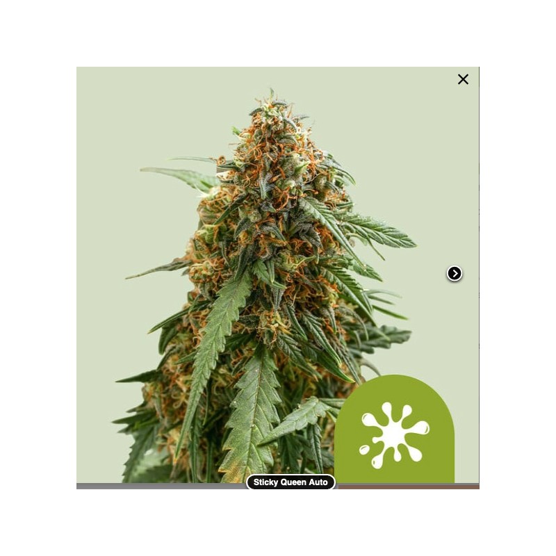 STICKY QUEEN AUTO · Royal Queen Seeds · sementes de maconha · AutoFem