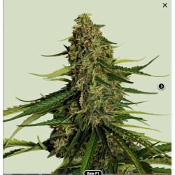 GAIA F1 · Royal Queen Seeds · semi di canapa indiana · AutoFem