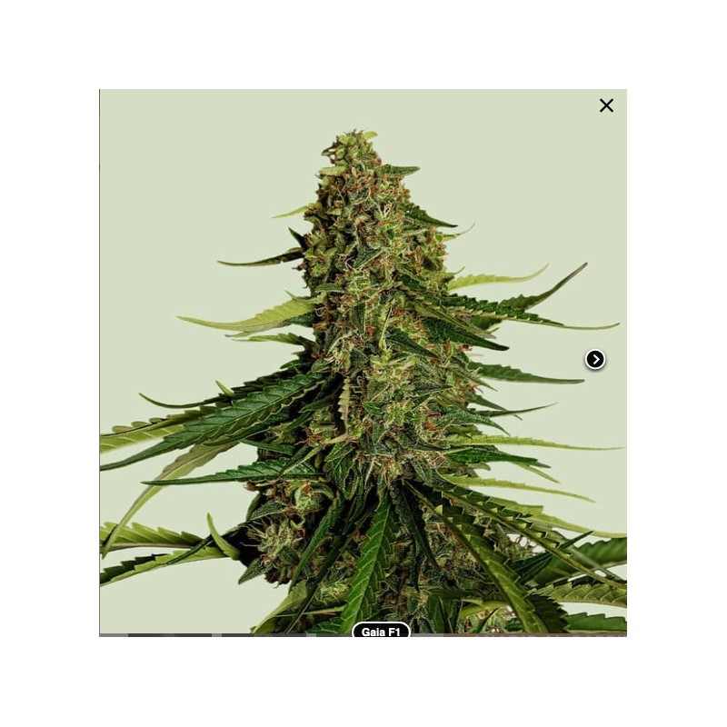GAIA F1 · Royal Queen Seeds · kaufen cannabis samen · AutoFem