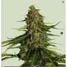 GAIA F1 · Royal Queen Seeds · graines de cannabis · AutoFem