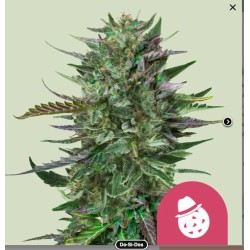 DO-SI-DOS · Royal Queen Seeds · semillas de marihuana · Fem