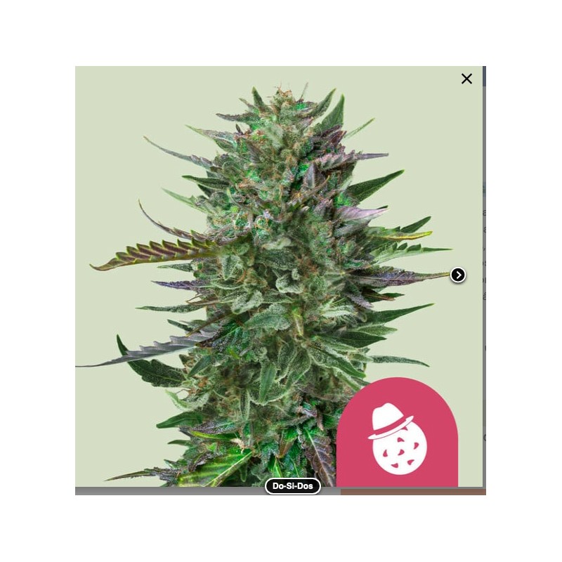 DO-SI-DOS · Royal Queen Seeds · cannabis samen · Fem