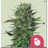 DO-SI-DOS · Royal Queen Seeds · cannabis samen · Fem