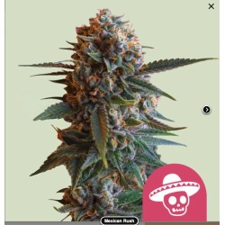 MEXICAN RUSH · Royal Queen Seeds · semi di canapa indiana · Fem