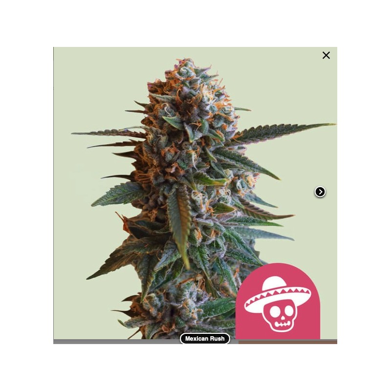 MEXICAN RUSH · Royal Queen Seeds · sementes de maconha · Fem