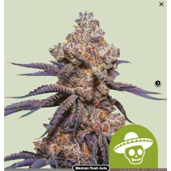 MEXICAN RUSH AUTO · Royal Queen Seeds · semi di canapa indiana · AutoFem