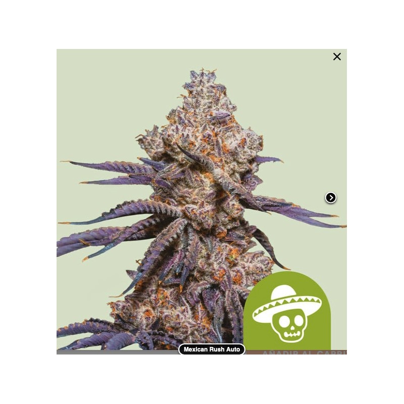 MEXICAN RUSH AUTO ·  Royal Queen Seeds · kenevir tohum · Disi · AutoFem