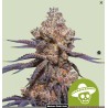 MEXICAN RUSH AUTO · Royal Queen Seeds · graines de cannabis · AutoFem