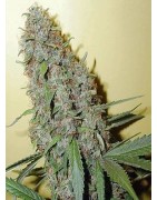 Cannabis CHEESE Strains