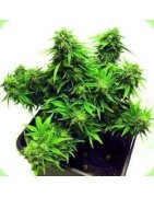 Autoflowering Feminisiert