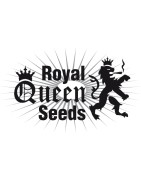 Royal Queen Seeds
